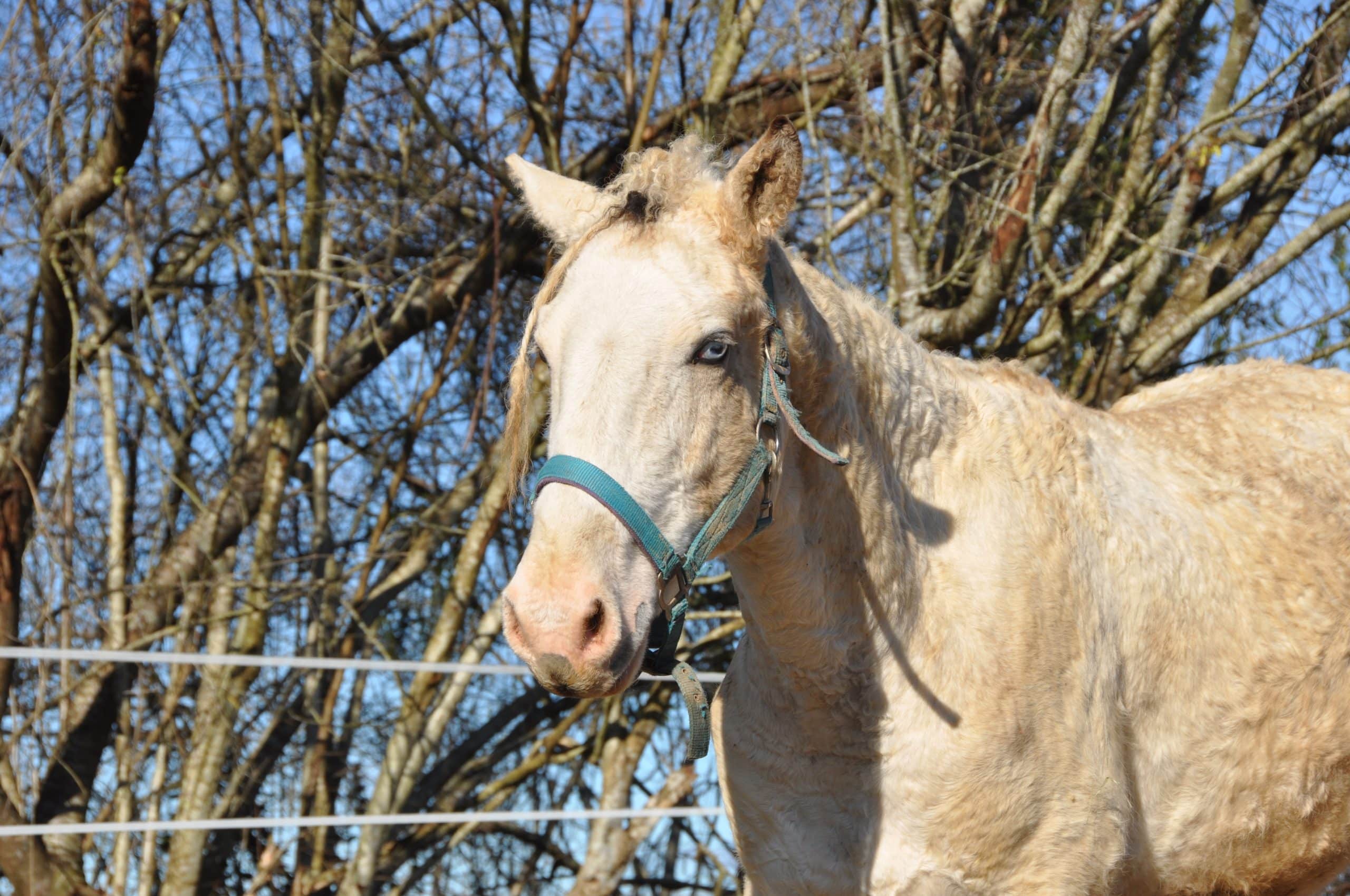 Étalon cheval