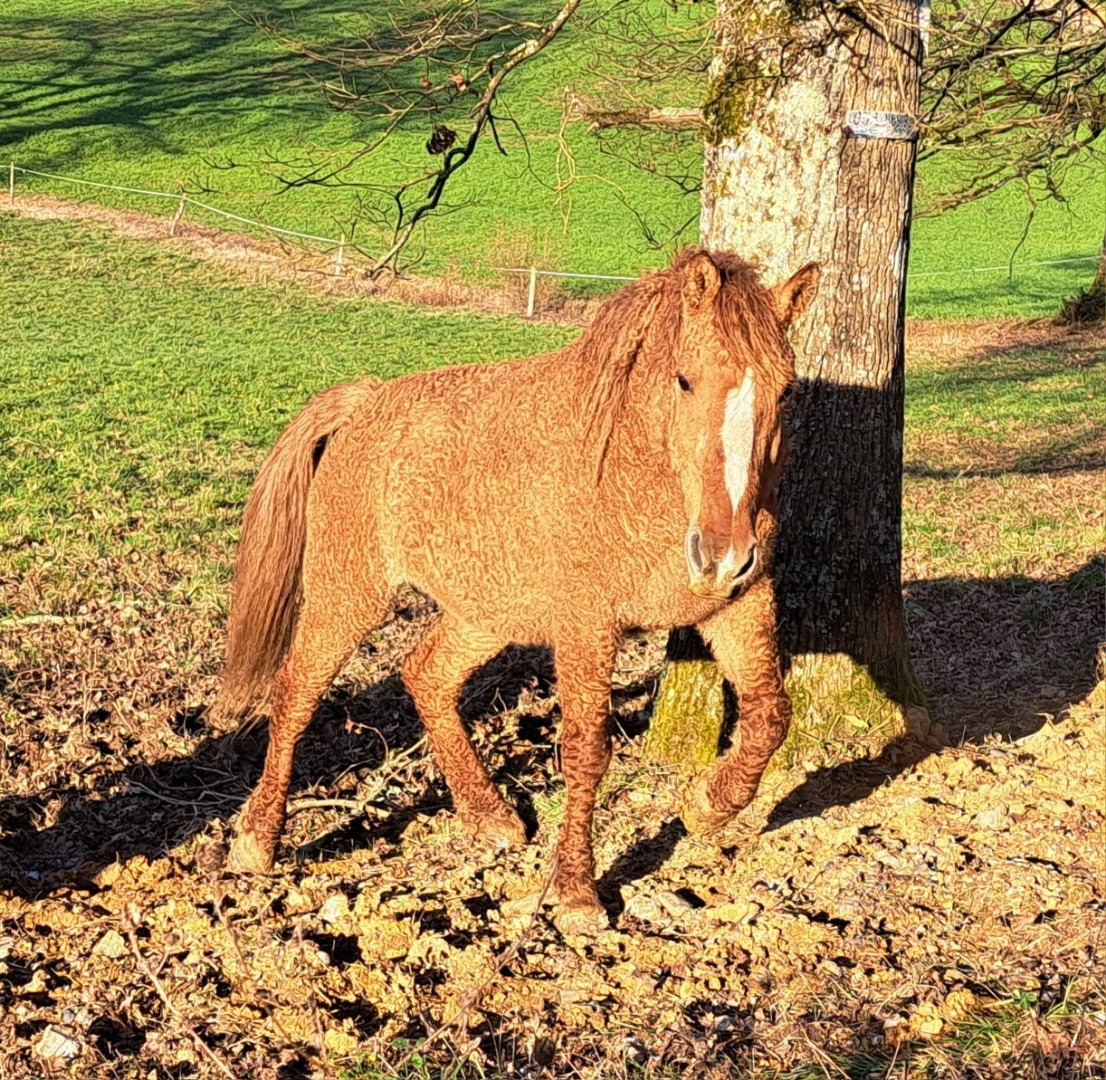 bly heart cheval curly jument