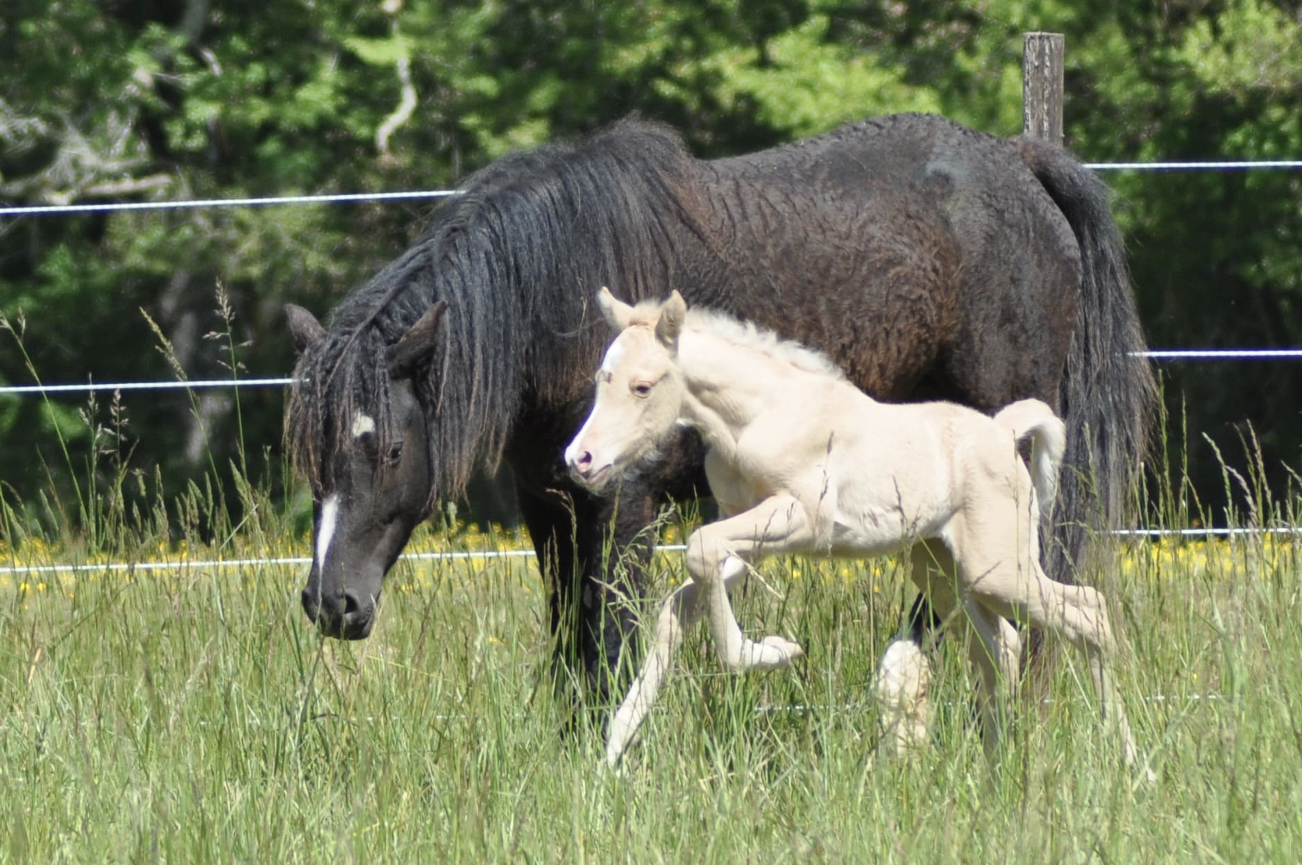 american curly horse